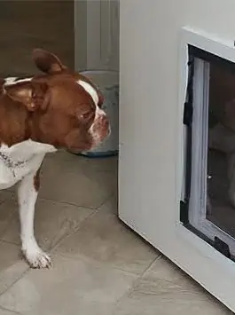 custom dog door